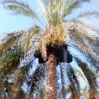 درخت تکان هستم