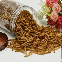 فروش کرم میلورم بصورت عمده وخورده|خزنده|مراغه, |دیوار