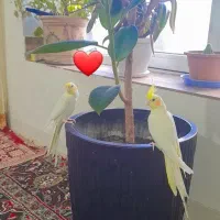 دو جفت عروس هلندی چشم شرابی مولد در عجب شیر|پرنده|عجب شیر, |دیوار