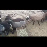 فروش 25راس بره 18راس نر 7راس ماده|حیوانات مزرعه|زرین دشت (فارس), |دیوار