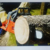 خرید وبرش انواع درخت و چوب درباغ شما