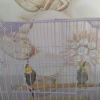 عروس هلندی