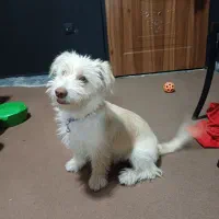 سگ شیتزو تریر