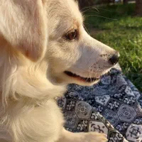 سگ پامر اشپیتز