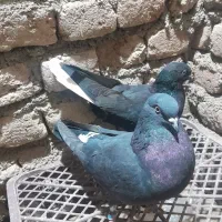 کبوتر دم سفید ماده|پرنده|ثمرین, |دیوار