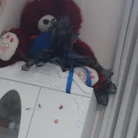 خرس مو بلند