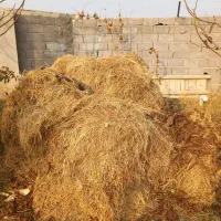 علوفه|حیوانات مزرعه|نوشین شهر, |دیوار