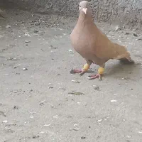 تعداد رنگه مقبول