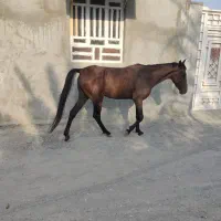 مادیان سه ساله|اسب و تجهیزات اسب‌سواری|میناب, |دیوار