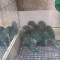 راهب خورشیدی گرینچک عروس کوتوله انواع پرنده