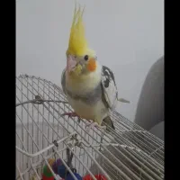 عروس هلندی گمشده درسلیمانی