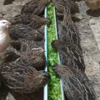 جوجه بلدرچین