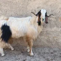 بز نر|حیوانات مزرعه|طرهان, |دیوار