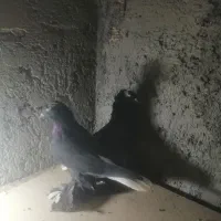 کبوترالوان|پرنده|تبریز, |دیوار