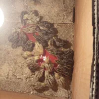 بلدرچین جوجه سی و یومورتاسی