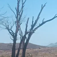 درخت ، چوب ،کنده