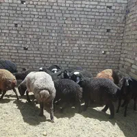 بره نر و ماده عشقی|حیوانات مزرعه|کاشان, نوش آباد|دیوار