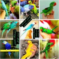 شاه طوطی ملنگو سخنگو چلوندنی سرلاکی با گواهی سلامت