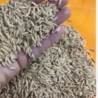 شالی دم سیاه