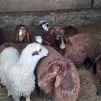 ۱۰ راس بره مخصوص پروار  نر