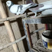 کبوتر|پرنده|زالیان, |دیوار