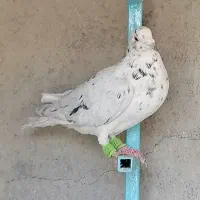 سرور فروشی