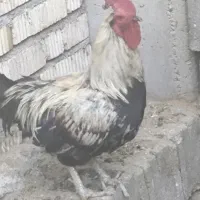 فروش خروس اصل محلی درجه یک در شهرستان نی ریز
