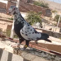 کفتر گلی سینه سلیمونی|پرنده|شیراز, سعدیه جنوبی|دیوار