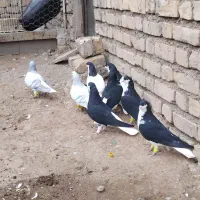 4 جفت کبوتر سیاه پوش ذات دار قشنگ سالم|پرنده|قزوین, |دیوار