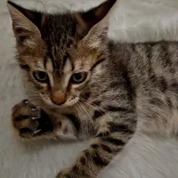 بچه گربه|گربه|نوشهر, |دیوار