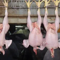 بیخسی کار مرغ ماهر نیازمندیم حقوق 36 میلیون