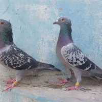 پلاکی مسافتی کاکلی مسافت بلند