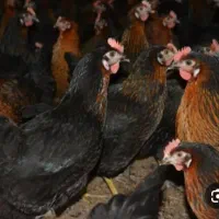 مرغ وخروس سیاه و سفید جهت ذبح