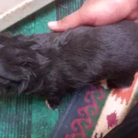 سگ پاکوتا|سگ|جیرفت, |دیوار