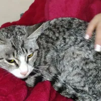 گربه پیدا شده|حیوانات|پردیس, فاز ۲|دیوار