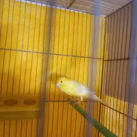 قناری نرسوپر