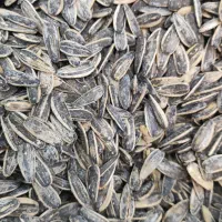 پخش عمده تخمه آفتابگردان و کدو|خوردنی و آشامیدنی|نظرآباد, نظرآباد|دیوار