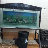 آکواریوم شیشه ۱۰ میل|ماهی|اهواز, ملاشیه|دیوار