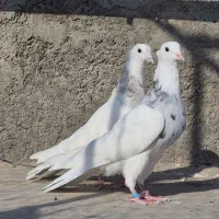 چند جفت طوقی خوب|پرنده|یزد, |دیوار