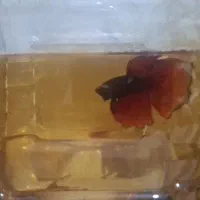 فایتر.بتا.دافنی