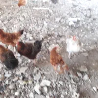 فروش مرغ