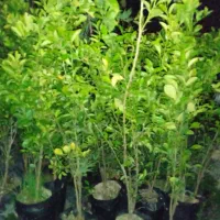 فروش لیموترش محلی و انگور سیاه شرابی کردستان اصل