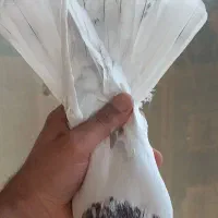 کفتر تهرانی نر و ماده کله ای پرشی|پرنده|برخوار, |دیوار