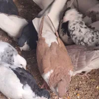 کفتر نقش‌|پرنده|بیرجند, |دیوار