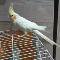 عروس هلندی آلبینو ماده کبوتر|پرنده|مشهد, اروند|دیوار