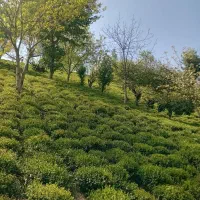 فروش-زمین-کشاورزی-سطلسر