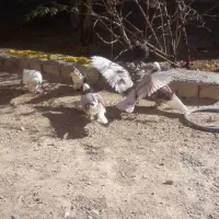 کبوتر و خرگوش|پرنده|زیباشهر, |دیوار