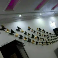 پروانه های تزیینی|صنایع دستی و سایر لوازم تزئینی|لردگان, |دیوار