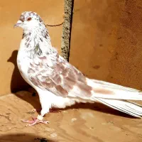 کبوترای اصیل قیمت تومتن نوشتم بخانید|پرنده|هشتگرد, ینگی امام|دیوار