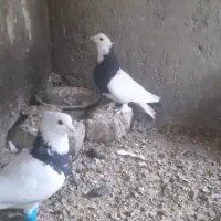 جفت طوقی قشنگ فروشی